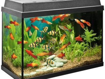 Самі невибагливі акваріумні рибки (30 фото): яких риб легко розводити? Як вибрати риб для маленького і великого акваріума? Назви з описами та рекомендації по догляду