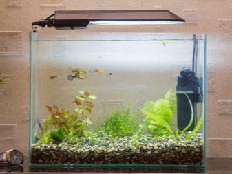 Самі невибагливі акваріумні рибки (30 фото): яких риб легко розводити? Як вибрати риб для маленького і великого акваріума? Назви з описами та рекомендації по догляду