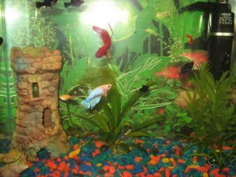 Самі невибагливі акваріумні рибки (30 фото): яких риб легко розводити? Як вибрати риб для маленького і великого акваріума? Назви з описами та рекомендації по догляду