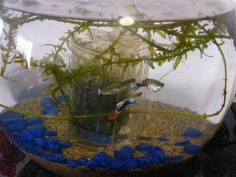 Самі невибагливі акваріумні рибки (30 фото): яких риб легко розводити? Як вибрати риб для маленького і великого акваріума? Назви з описами та рекомендації по догляду