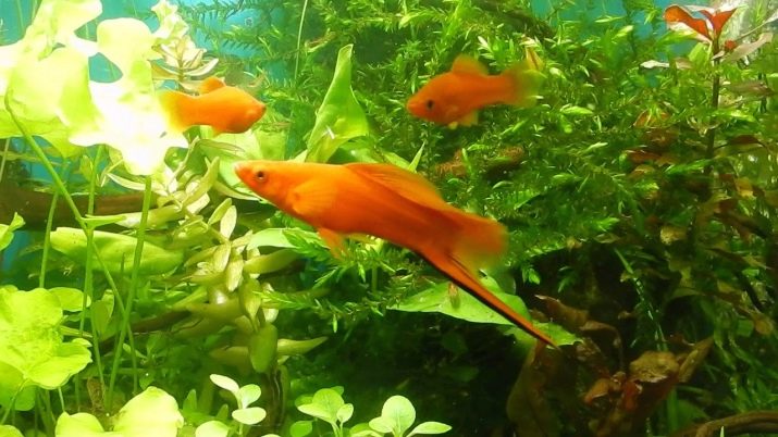 Самі невибагливі акваріумні рибки (30 фото): яких риб легко розводити? Як вибрати риб для маленького і великого акваріума? Назви з описами та рекомендації по догляду