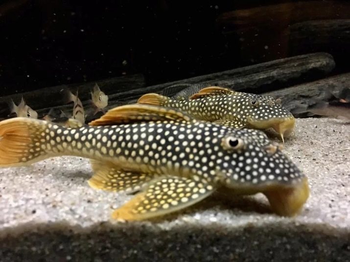 Самі невибагливі акваріумні рибки (30 фото): яких риб легко розводити? Як вибрати риб для маленького і великого акваріума? Назви з описами та рекомендації по догляду