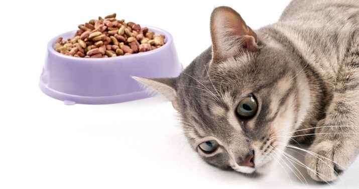 Самий якісний корм для кішок: таблиця кращих кормів за заявами ветеринарів. Топ бюджетних кормів для котів хорошої якості