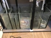 Сампо для акваріума (15 фото): що це таке? Схема роботи вбудованого акваріумного сампа. Розрахунок сампа для прісноводного акваріума. Для чого він потрібен?