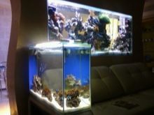 Сампо для акваріума (15 фото): що це таке? Схема роботи вбудованого акваріумного сампа. Розрахунок сампа для прісноводного акваріума. Для чого він потрібен?