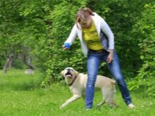 Щеня лабрадора 3 місяці (20 фото): чим його годувати і скільки він повинен важити? Як виглядає щеня? Особливості догляду та виховання