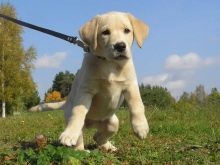 Щеня лабрадора 3 місяці (20 фото): чим його годувати і скільки він повинен важити? Як виглядає щеня? Особливості догляду та виховання