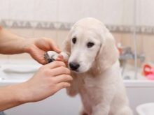 Щеня лабрадора 3 місяці (20 фото): чим його годувати і скільки він повинен важити? Як виглядає щеня? Особливості догляду та виховання
