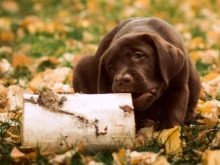 Щеня лабрадора 3 місяці (20 фото): чим його годувати і скільки він повинен важити? Як виглядає щеня? Особливості догляду та виховання