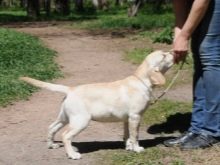 Щеня лабрадора 3 місяці (20 фото): чим його годувати і скільки він повинен важити? Як виглядає щеня? Особливості догляду та виховання