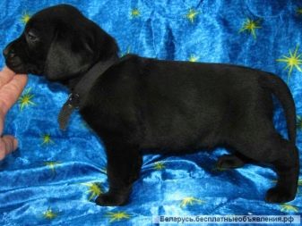 Щеня лабрадора 3 місяці (20 фото): чим його годувати і скільки він повинен важити? Як виглядає щеня? Особливості догляду та виховання