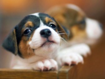 Що подарувати колишньому чоловікові на день народження? Що можна подарувати недороге і оригінальне?