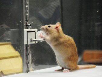 Щур (64 фото): як виглядають породи домашніх декоративних щурів? Звички ручної сатиновою щури та інших видів. Цікаві факти про крысках. Як вони бачать?