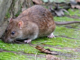 Щур (64 фото): як виглядають породи домашніх декоративних щурів? Звички ручної сатиновою щури та інших видів. Цікаві факти про крысках. Як вони бачать?