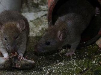 Щур (64 фото): як виглядають породи домашніх декоративних щурів? Звички ручної сатиновою щури та інших видів. Цікаві факти про крысках. Як вони бачать?