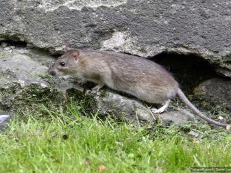 Щур (64 фото): як виглядають породи домашніх декоративних щурів? Звички ручної сатиновою щури та інших видів. Цікаві факти про крысках. Як вони бачать?