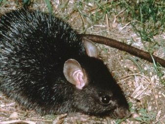 Щур (64 фото): як виглядають породи домашніх декоративних щурів? Звички ручної сатиновою щури та інших видів. Цікаві факти про крысках. Як вони бачать?