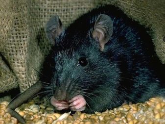 Щур (64 фото): як виглядають породи домашніх декоративних щурів? Звички ручної сатиновою щури та інших видів. Цікаві факти про крысках. Як вони бачать?