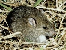 Щур (64 фото): як виглядають породи домашніх декоративних щурів? Звички ручної сатиновою щури та інших видів. Цікаві факти про крысках. Як вони бачать?