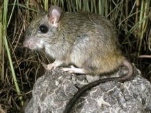 Щур (64 фото): як виглядають породи домашніх декоративних щурів? Звички ручної сатиновою щури та інших видів. Цікаві факти про крысках. Як вони бачать?