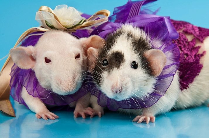 Щур (64 фото): як виглядають породи домашніх декоративних щурів? Звички ручної сатиновою щури та інших видів. Цікаві факти про крысках. Як вони бачать?
