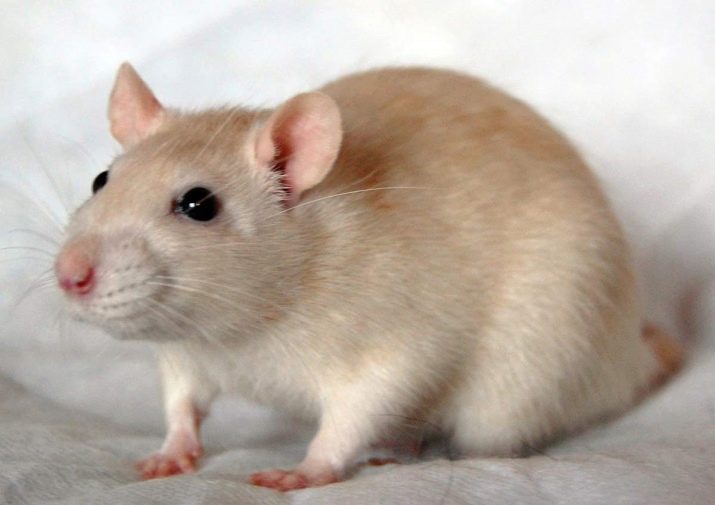 Щур (64 фото): як виглядають породи домашніх декоративних щурів? Звички ручної сатиновою щури та інших видів. Цікаві факти про крысках. Як вони бачать?