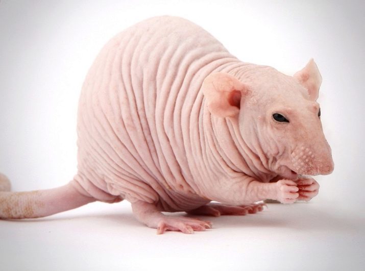 Щур (64 фото): як виглядають породи домашніх декоративних щурів? Звички ручної сатиновою щури та інших видів. Цікаві факти про крысках. Як вони бачать?