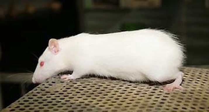 Щур (64 фото): як виглядають породи домашніх декоративних щурів? Звички ручної сатиновою щури та інших видів. Цікаві факти про крысках. Як вони бачать?