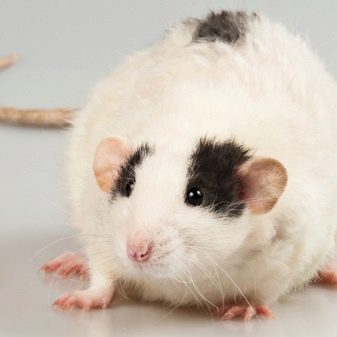 Щур (64 фото): як виглядають породи домашніх декоративних щурів? Звички ручної сатиновою щури та інших видів. Цікаві факти про крысках. Як вони бачать?