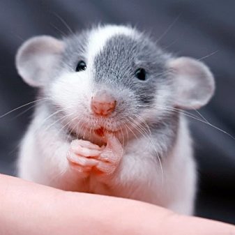 Щур (64 фото): як виглядають породи домашніх декоративних щурів? Звички ручної сатиновою щури та інших видів. Цікаві факти про крысках. Як вони бачать?