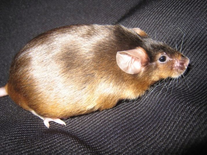 Щур (64 фото): як виглядають породи домашніх декоративних щурів? Звички ручної сатиновою щури та інших видів. Цікаві факти про крысках. Як вони бачать?