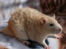 Щур (64 фото): як виглядають породи домашніх декоративних щурів? Звички ручної сатиновою щури та інших видів. Цікаві факти про крысках. Як вони бачать?