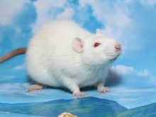 Щур (64 фото): як виглядають породи домашніх декоративних щурів? Звички ручної сатиновою щури та інших видів. Цікаві факти про крысках. Як вони бачать?