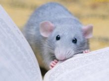 Щур (64 фото): як виглядають породи домашніх декоративних щурів? Звички ручної сатиновою щури та інших видів. Цікаві факти про крысках. Як вони бачать?