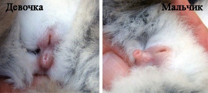 Щур (64 фото): як виглядають породи домашніх декоративних щурів? Звички ручної сатиновою щури та інших видів. Цікаві факти про крысках. Як вони бачать?