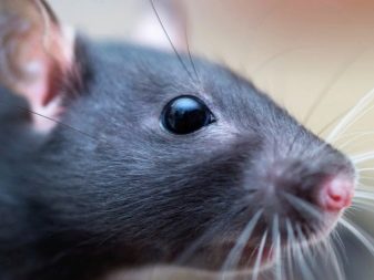Щур (64 фото): як виглядають породи домашніх декоративних щурів? Звички ручної сатиновою щури та інших видів. Цікаві факти про крысках. Як вони бачать?