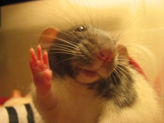 Щур (64 фото): як виглядають породи домашніх декоративних щурів? Звички ручної сатиновою щури та інших видів. Цікаві факти про крысках. Як вони бачать?