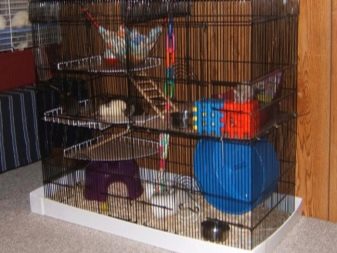 Щур (64 фото): як виглядають породи домашніх декоративних щурів? Звички ручної сатиновою щури та інших видів. Цікаві факти про крысках. Як вони бачать?