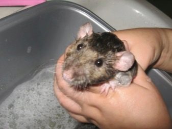 Щур (64 фото): як виглядають породи домашніх декоративних щурів? Звички ручної сатиновою щури та інших видів. Цікаві факти про крысках. Як вони бачать?