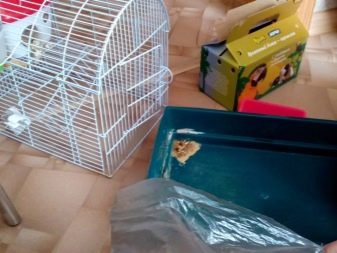 Щур (64 фото): як виглядають породи домашніх декоративних щурів? Звички ручної сатиновою щури та інших видів. Цікаві факти про крысках. Як вони бачать?