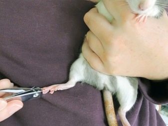 Щур (64 фото): як виглядають породи домашніх декоративних щурів? Звички ручної сатиновою щури та інших видів. Цікаві факти про крысках. Як вони бачать?