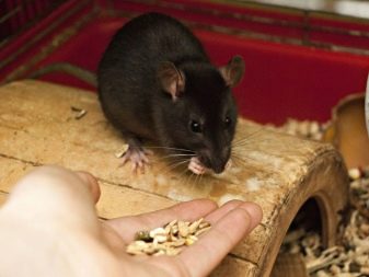 Щур (64 фото): як виглядають породи домашніх декоративних щурів? Звички ручної сатиновою щури та інших видів. Цікаві факти про крысках. Як вони бачать?