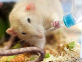 Щур (64 фото): як виглядають породи домашніх декоративних щурів? Звички ручної сатиновою щури та інших видів. Цікаві факти про крысках. Як вони бачать?