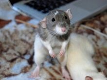 Щур (64 фото): як виглядають породи домашніх декоративних щурів? Звички ручної сатиновою щури та інших видів. Цікаві факти про крысках. Як вони бачать?