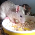 Щур (64 фото): як виглядають породи домашніх декоративних щурів? Звички ручної сатиновою щури та інших видів. Цікаві факти про крысках. Як вони бачать?