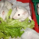 Щур (64 фото): як виглядають породи домашніх декоративних щурів? Звички ручної сатиновою щури та інших видів. Цікаві факти про крысках. Як вони бачать?
