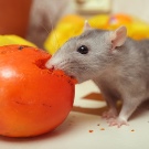 Щур (64 фото): як виглядають породи домашніх декоративних щурів? Звички ручної сатиновою щури та інших видів. Цікаві факти про крысках. Як вони бачать?