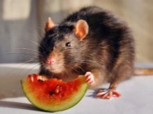 Щур (64 фото): як виглядають породи домашніх декоративних щурів? Звички ручної сатиновою щури та інших видів. Цікаві факти про крысках. Як вони бачать?