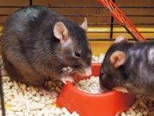 Щур (64 фото): як виглядають породи домашніх декоративних щурів? Звички ручної сатиновою щури та інших видів. Цікаві факти про крысках. Як вони бачать?