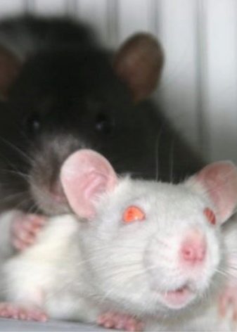 Щур (64 фото): як виглядають породи домашніх декоративних щурів? Звички ручної сатиновою щури та інших видів. Цікаві факти про крысках. Як вони бачать?